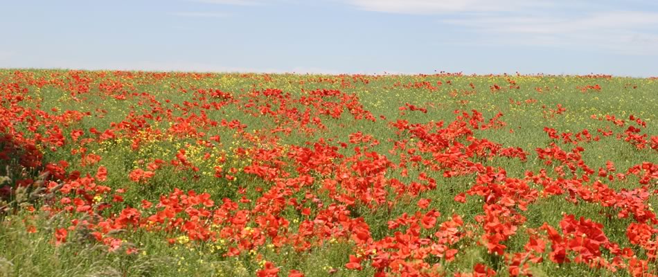 Yorkshire Wolds